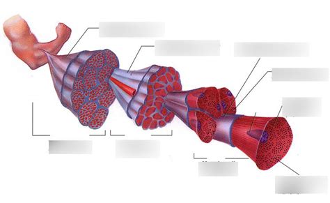 skeletal muscle histology Diagram | Quizlet