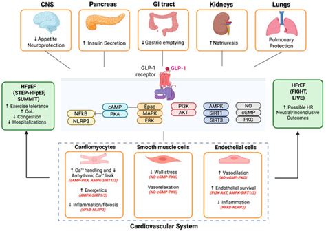 GLP-1 Receptor Agonists in Heart Failure