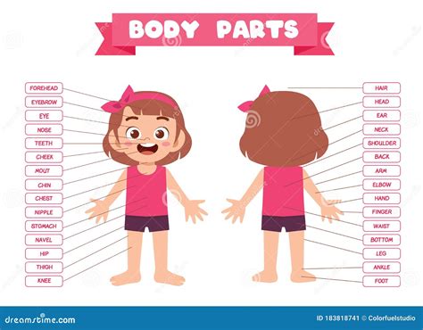 Happy Cute Kid Girl Body Part Anatomy Stock Vector - Illustration of vocabulary, cartoon: 183818741