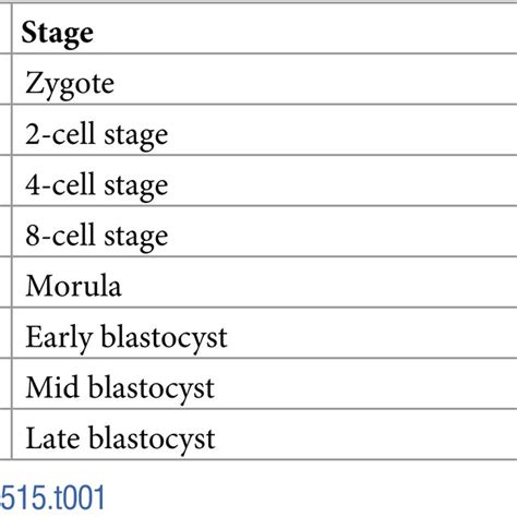 Image result for Mouse Embryo Development