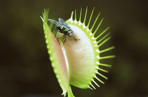 Learn About 12 Carnivorous Plants That Feast on Animals