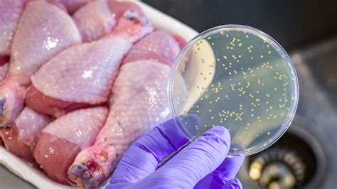 Spraying an army of bacteria-eating viruses can save us from food poisoning