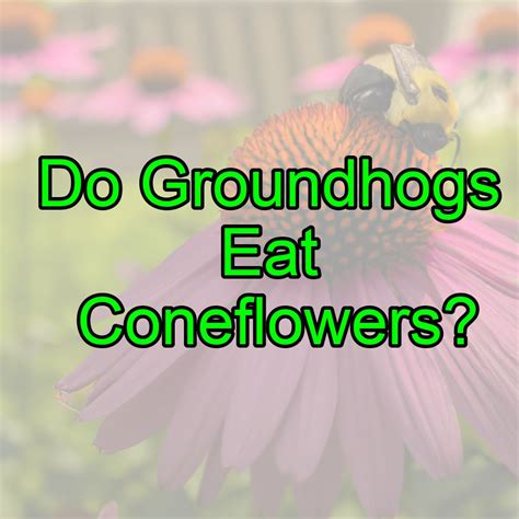 Do Animals Eat Coneflowers at Zelma Harvey blog