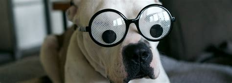 How to Take Care of Dog Eyes at Home