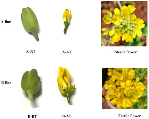 Transcriptome Profiling Reveals Molecular Changes during Flower ...