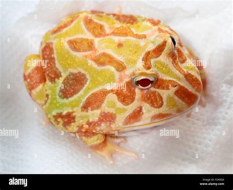 Ornate horned frog, Ceratophrys ornata, also known as pacman frog ...
