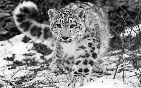 The Snow Leopard Wallpapers | HD Wallpapers | ID #9797