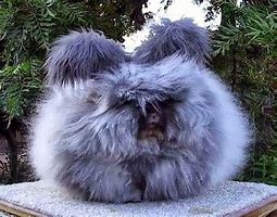 Image result for fluffy bunny breeds