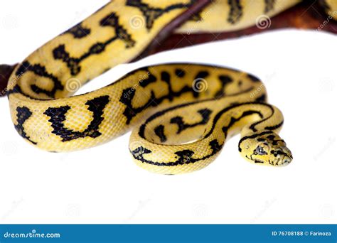Image result for Jaguar Carpet Python