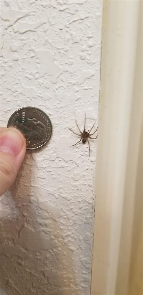 Baby Wolf Spiders