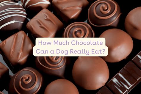 Dogs Can Eat Chocolate - My Dog Ate Chocolate Calculator - PWMV