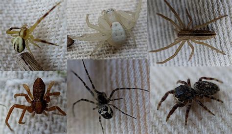 Getting to know Washington's spiders - Wild With Nature