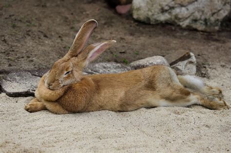 Flemish Giant Rabbit Breeds