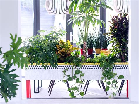 Best Indoor Plants For Bedroom Uk | Psoriasisguru.com