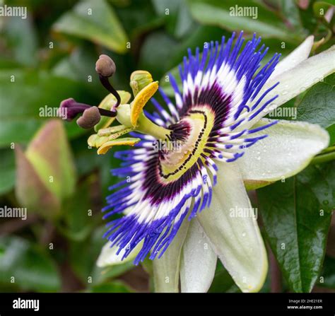 Passiflora caerulea - Blue Passion Flower Stock Photo - Alamy