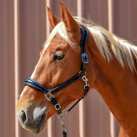 Image result for Licol Cheval