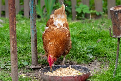 Can Chickens Eat Oatmeal? - The Organic Goat Lady