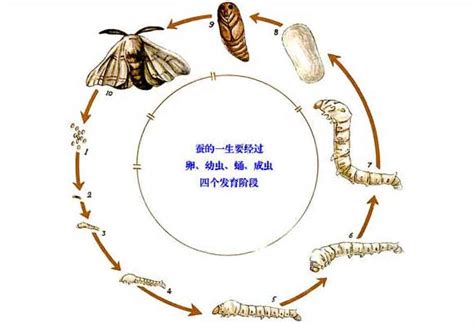 蚕的生长过程 - 农业百科