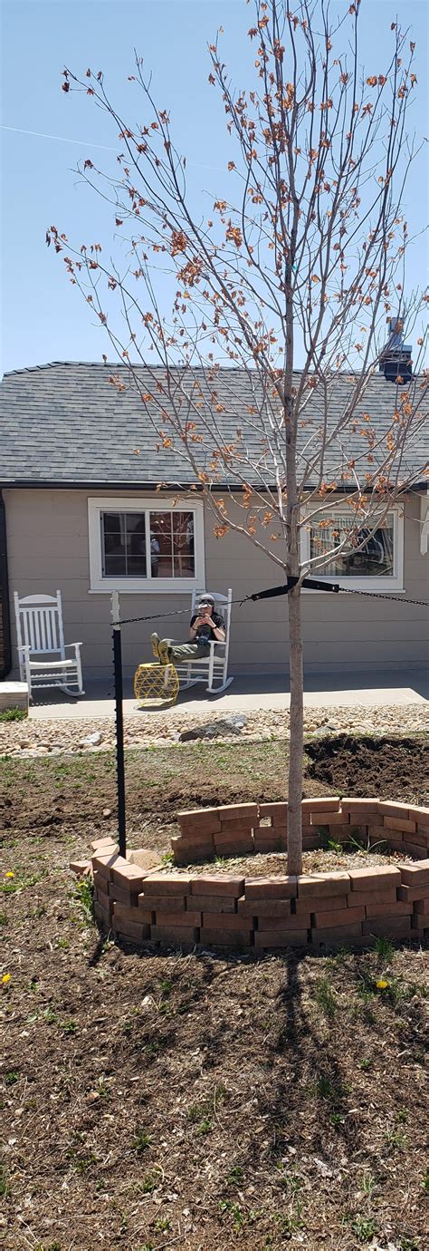 Flash Fire Maple Tree Problems 的图像结果