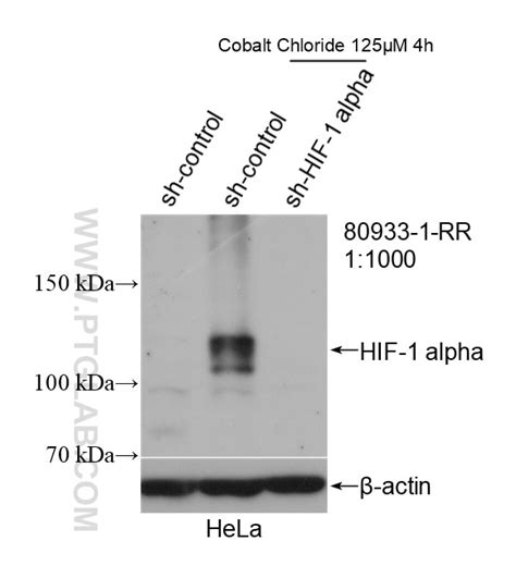 HIF-1 alpha antibody (80933-1-RR) | Proteintech