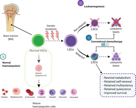 Frontiers | Exploring the Metabolic Landscape of AML: From ...