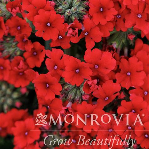 Monrovia® EnduraScape™ Red Improved Verbena - Verbena peruviana ...