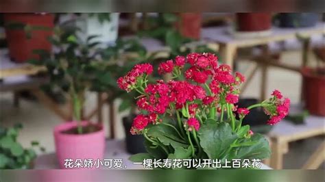 自带文艺范的4种花，越养越上瘾，你养了吗