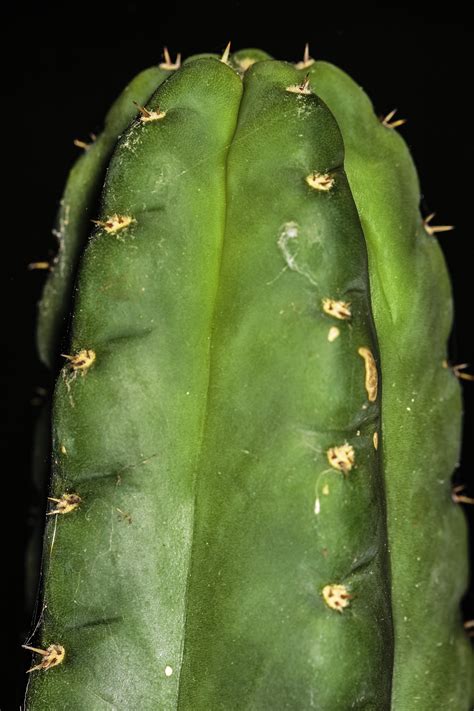 Trichocereus pachanoi seeds – NDG Botanicals