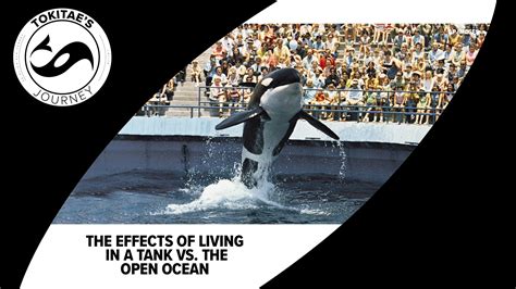 Dolphin Intelligence 的图像结果