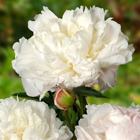 Shirley Temple Peony | Order your Peonies online | Bulbs Direct NZ