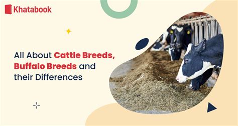 Know the Different Breeds of Cattle Breeds and Buffalo Breeds