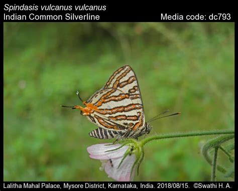 Spindasis vulcanus | Butterfly
