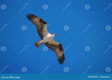 Screaming Flying Osprey Sea Hawk Hunting Stock Photo - Image of bird ...