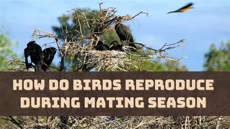 Image result for How Do Birds Reproduce