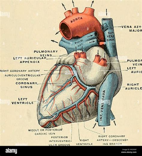 Cardiac Veins Anatomy