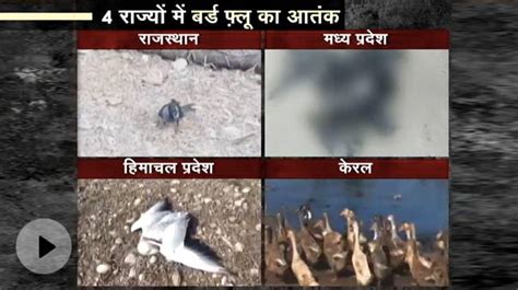 Bird Flu In India | States Alert On Bird Flu