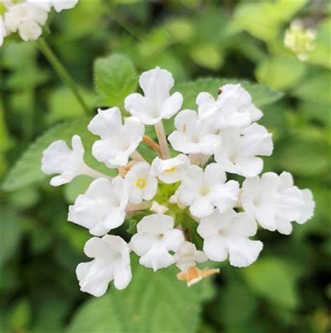 White Trailing Lantana 1 Gallon Live Plant - Etsy