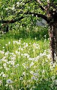Image result for Country Spring Morning