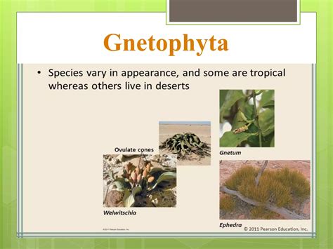 Classification of gymnosperms | PPTX
