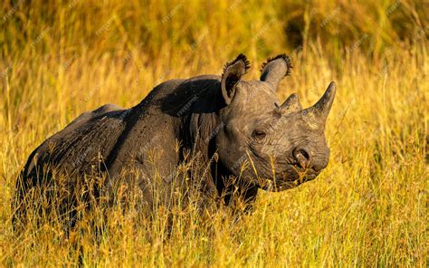 Premium Photo | Closeup shot of a western black rhinoceros in the ...