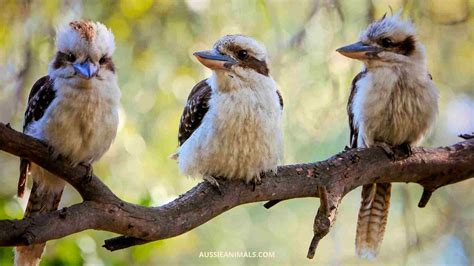 Species Of Kookaburra