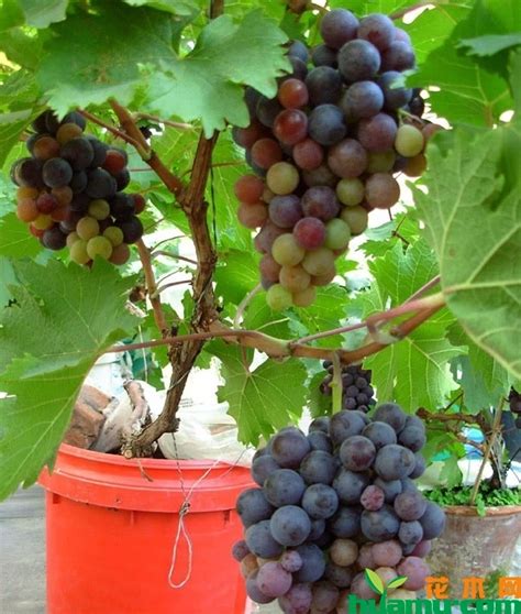 盆栽葡萄管理方法-种植技术-中国花木网