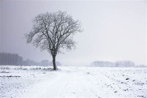 Snow Bride Watch Free 的图像结果