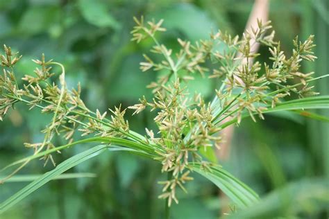Nutgrass | Tips for Killing Nutgrass Effectively