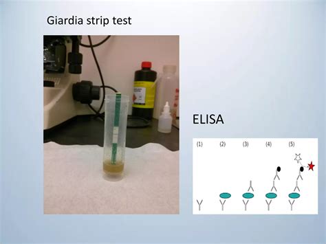 Classification of flagellates and giardia lamblia | PDF