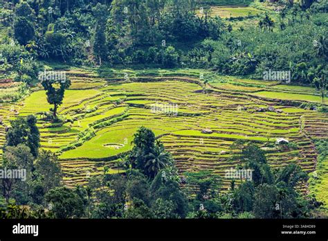 Sri Lanka Agriculture 的图像结果