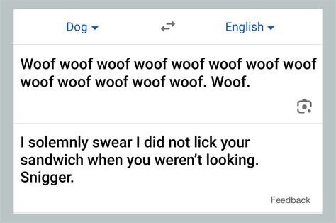 What we reckon dogs would be saying if we could put their barks through Google Translate - The Poke