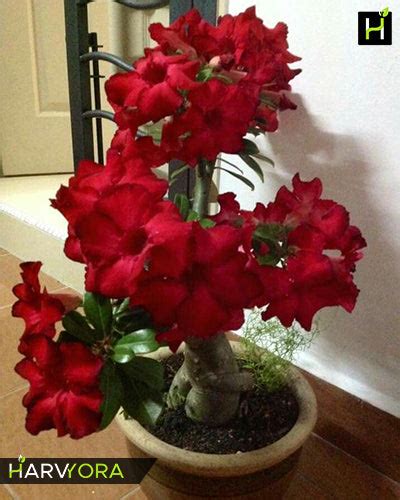 Buy Adenium Plants Online at Best Price from Harvyora