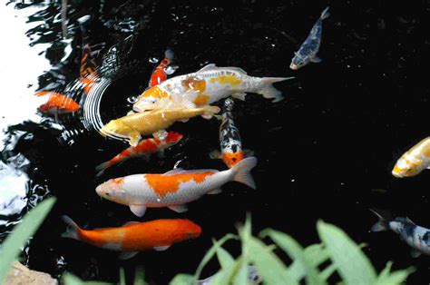 Koi Fish Wallpapers - Wallpaper Cave
