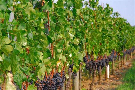 葡萄种植技术与管理 —【发财农业网】